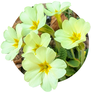 Vårblommor
